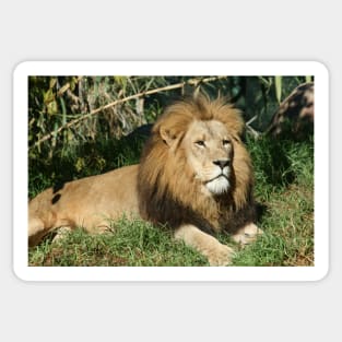 King Of The Jungle Sticker